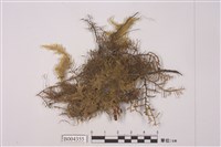 藏品(皺萼蘚)的圖片